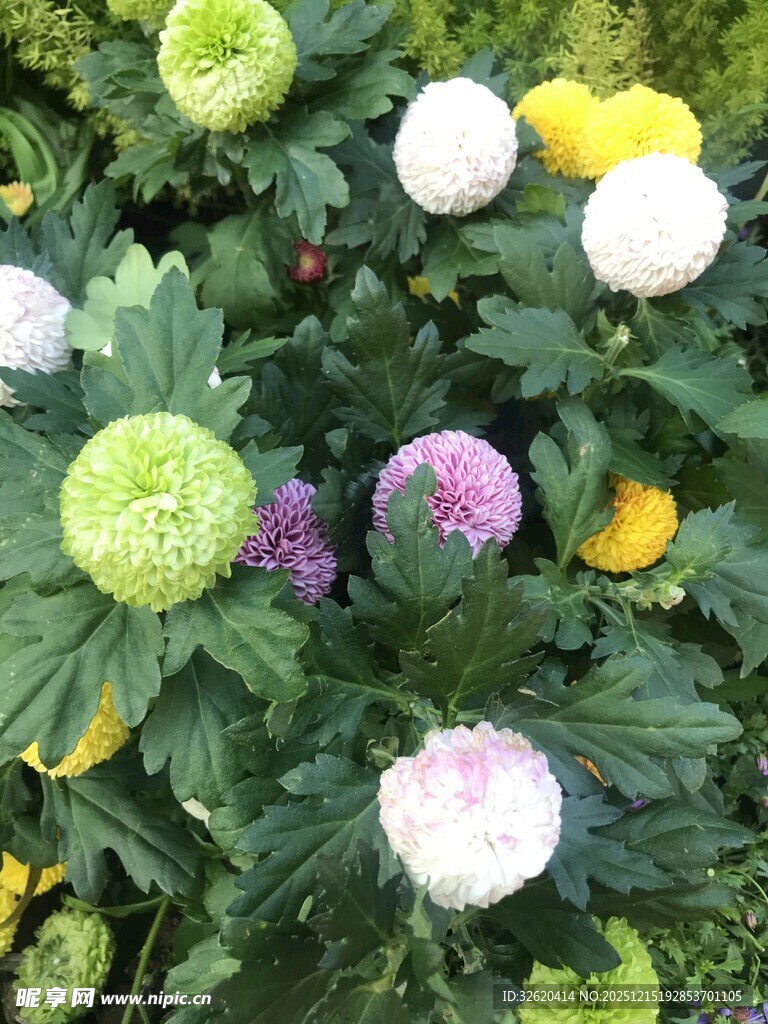 多彩菊花绽放