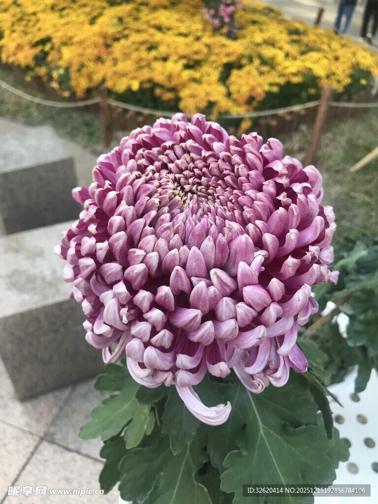 紫菊绽放