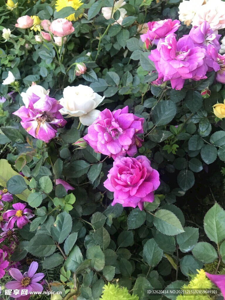 娇艳的盛开玫瑰花