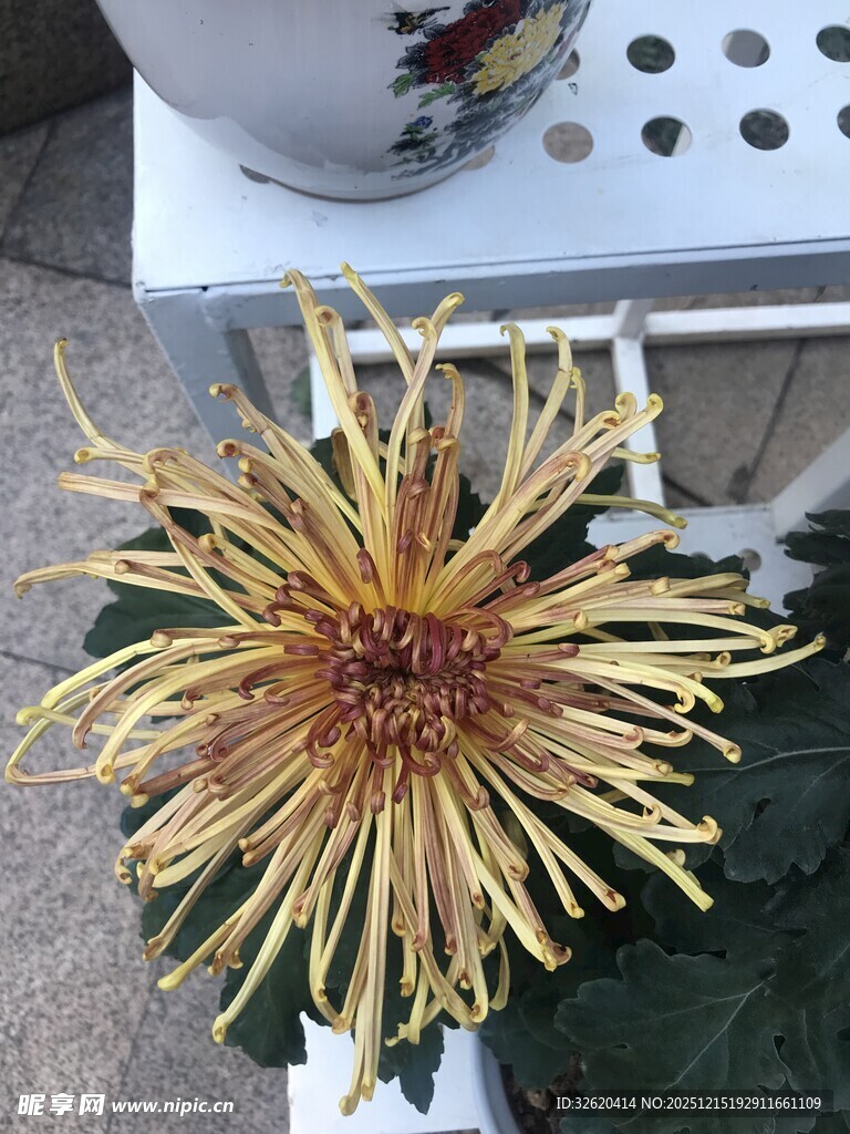金黄绽放的独特菊花