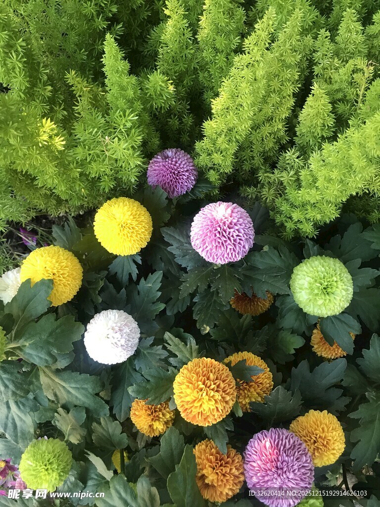多彩菊花绽放