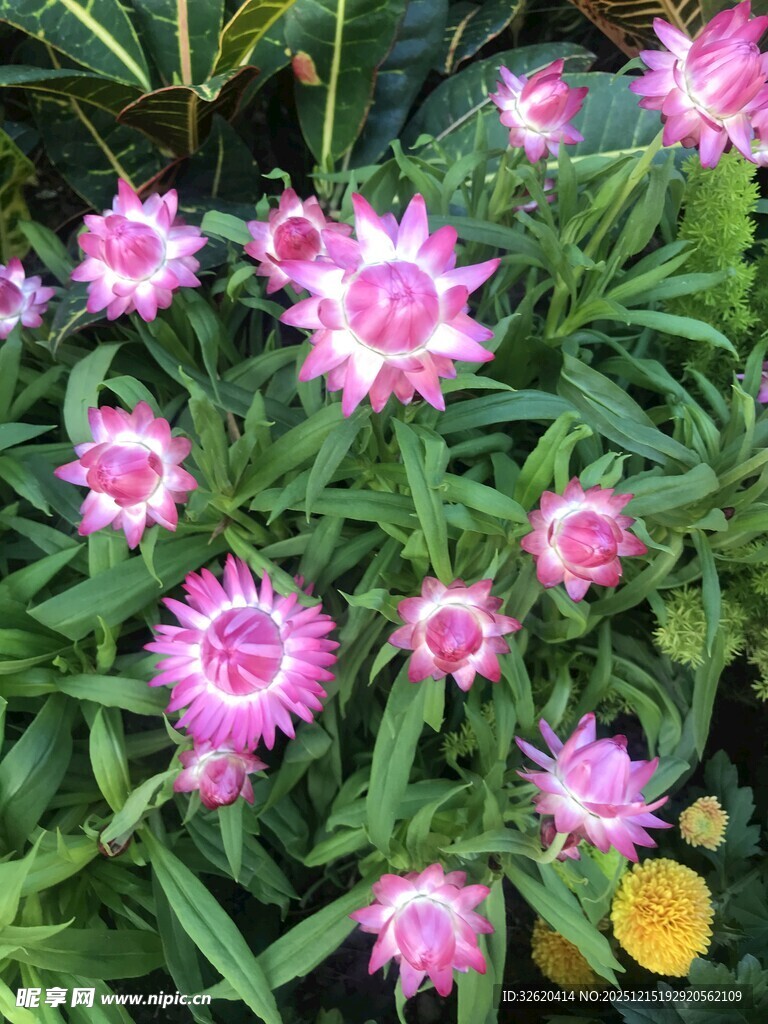 粉色花朵绽放绿叶间