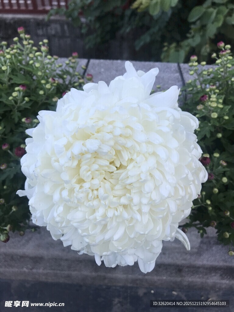 美丽牡丹花