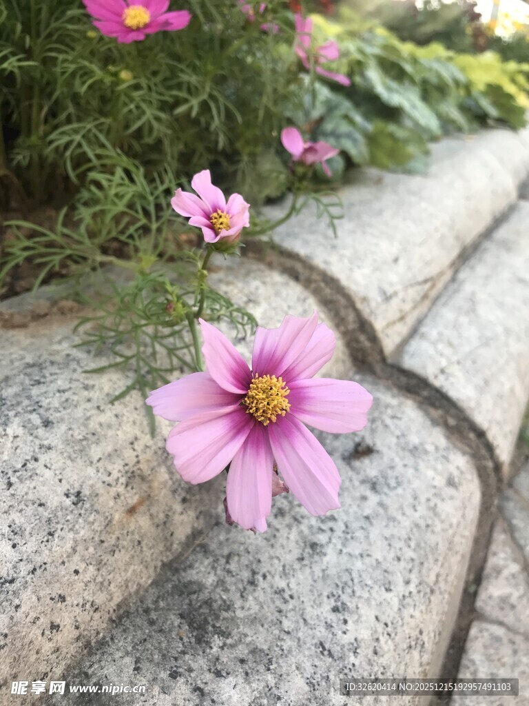 娇艳格桑花