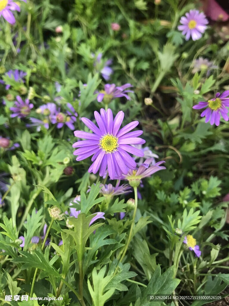 紫色小花绽放