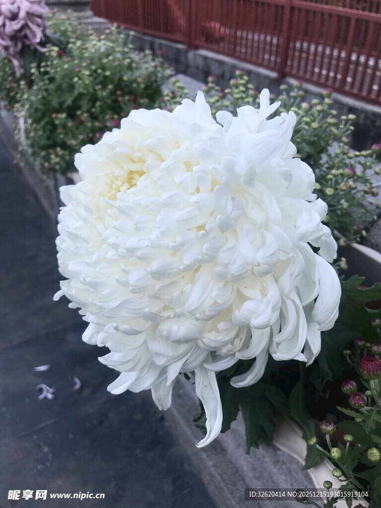 白色菊花绽放