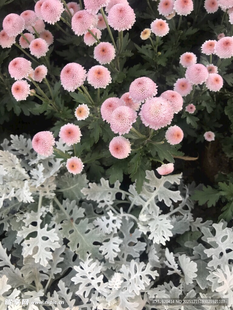 粉色小花与银叶植物