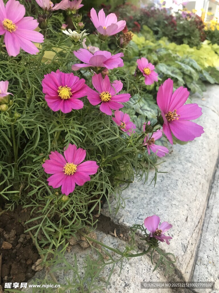 娇艳波斯菊绽放