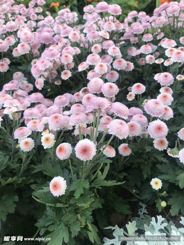 粉色雏菊绽放