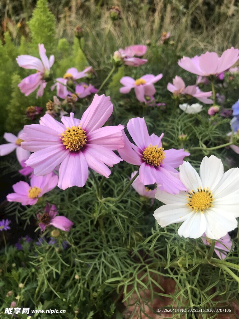美丽格桑花绽放于草地