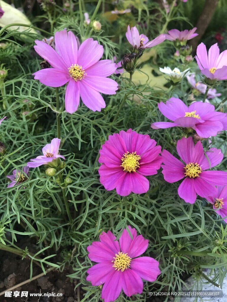 娇艳波斯菊绽放