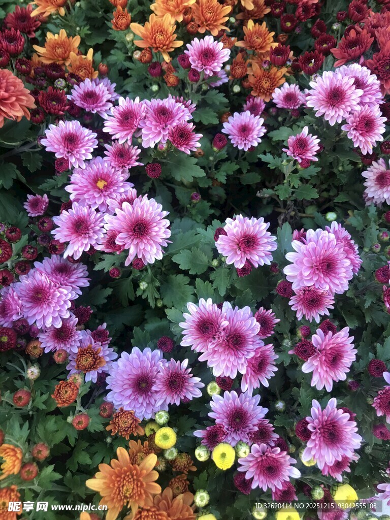 多彩菊花绽放