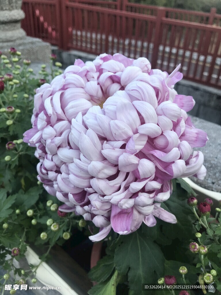 粉白相间的美丽牡丹花