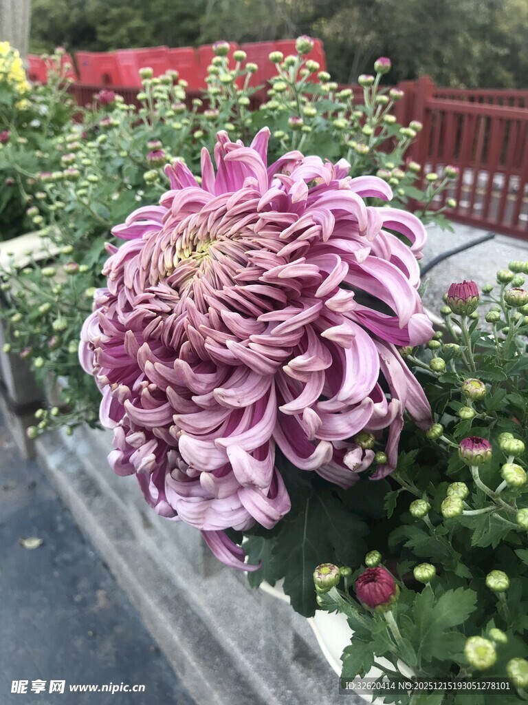 娇艳紫菊绽放于花丛中