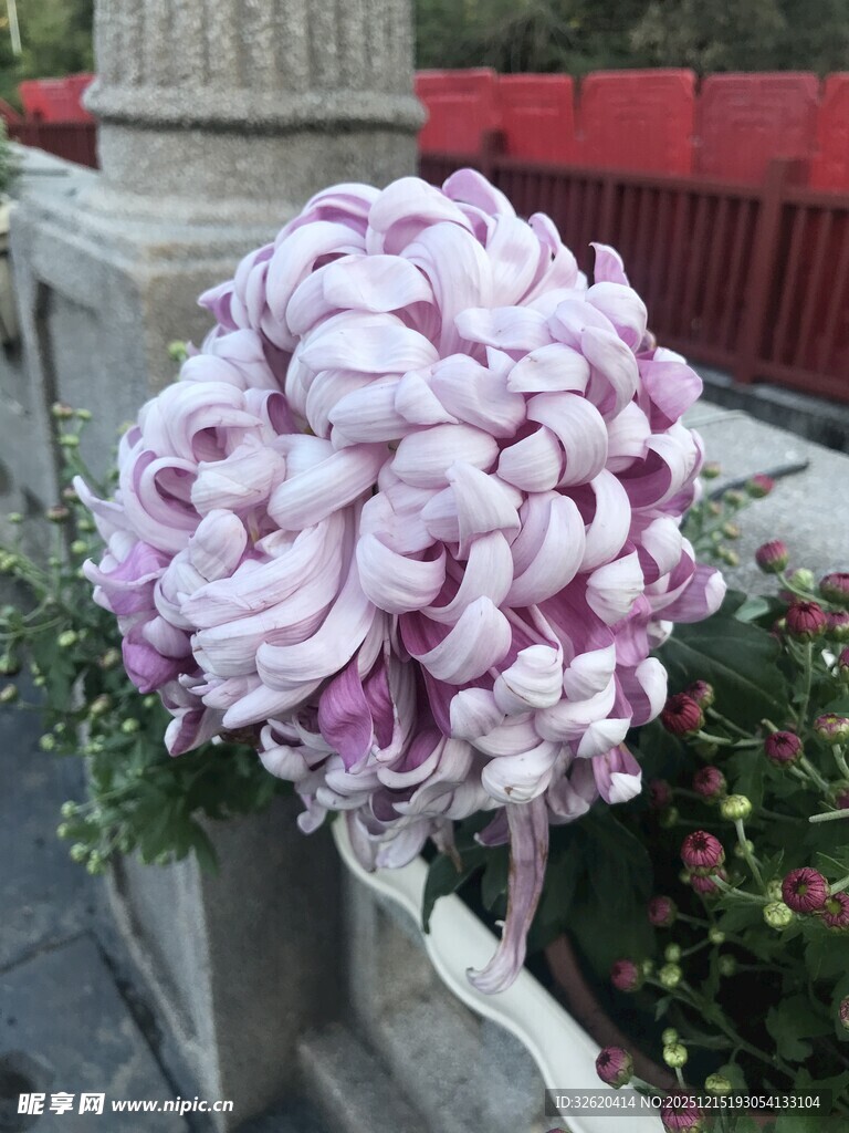 紫白相间繁花造型景观