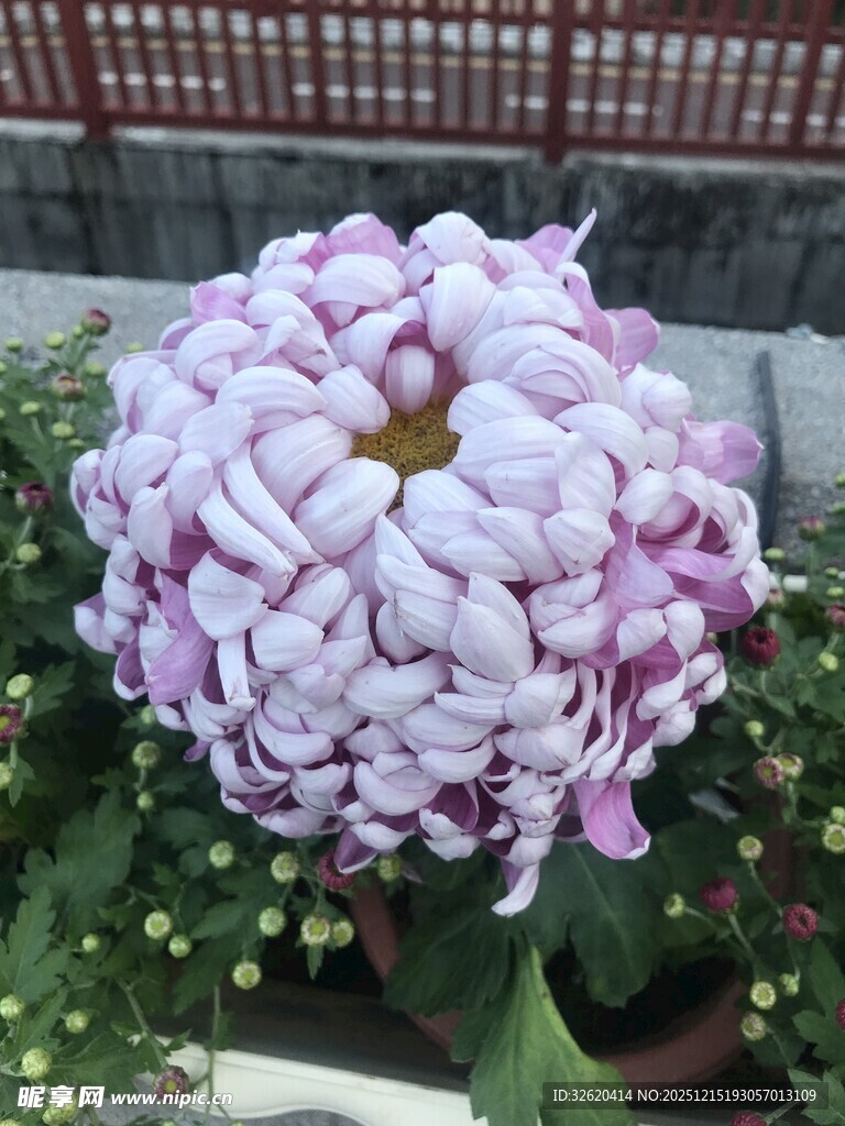 紫色大丽花
