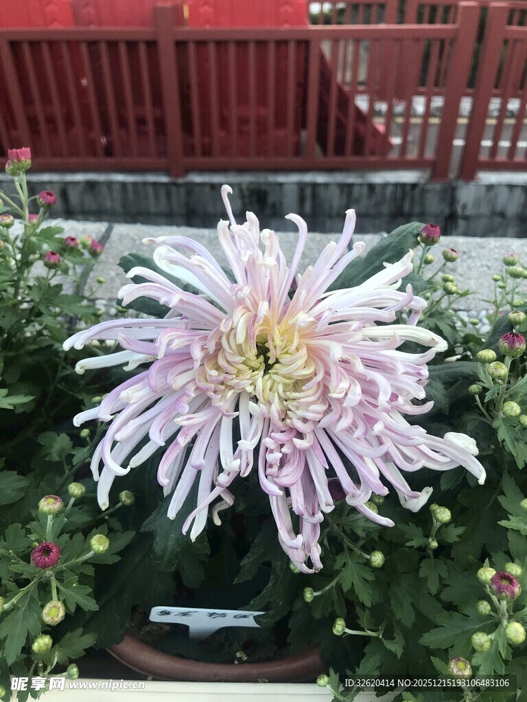 美丽绽放的粉色菊花