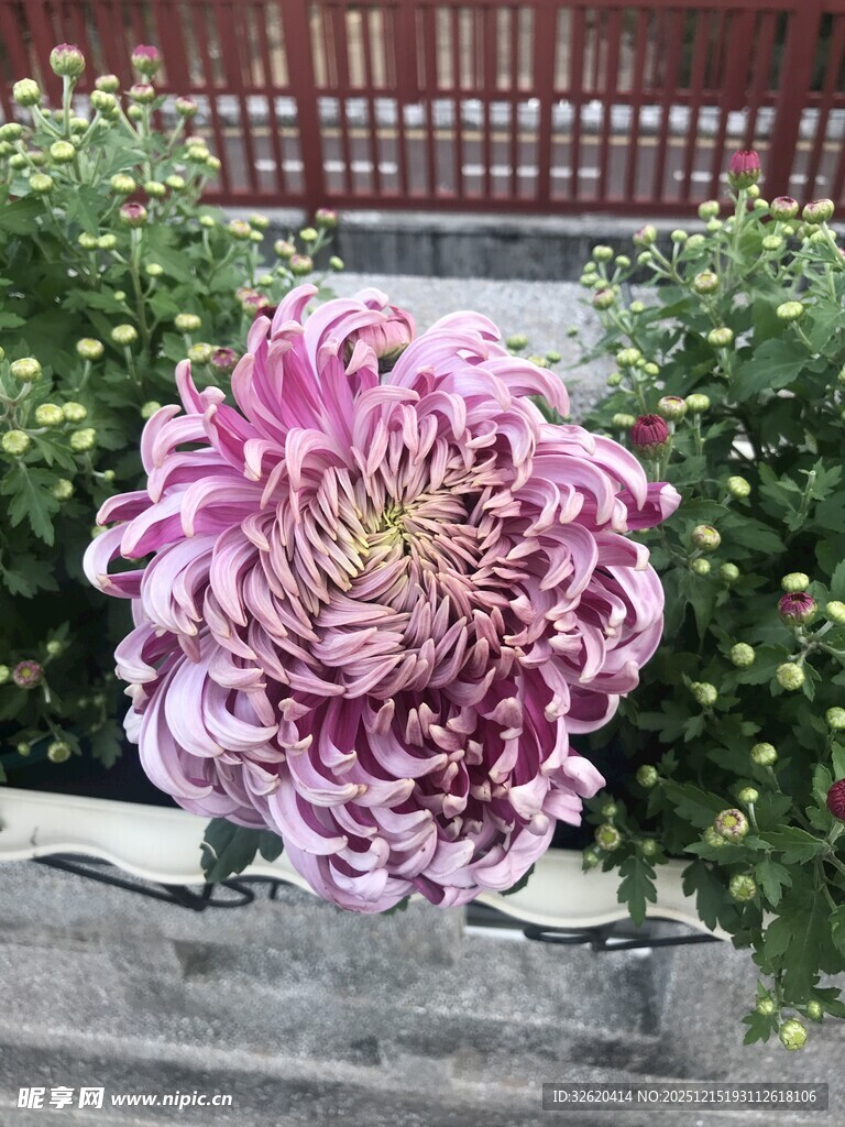 艳丽紫菊绽放