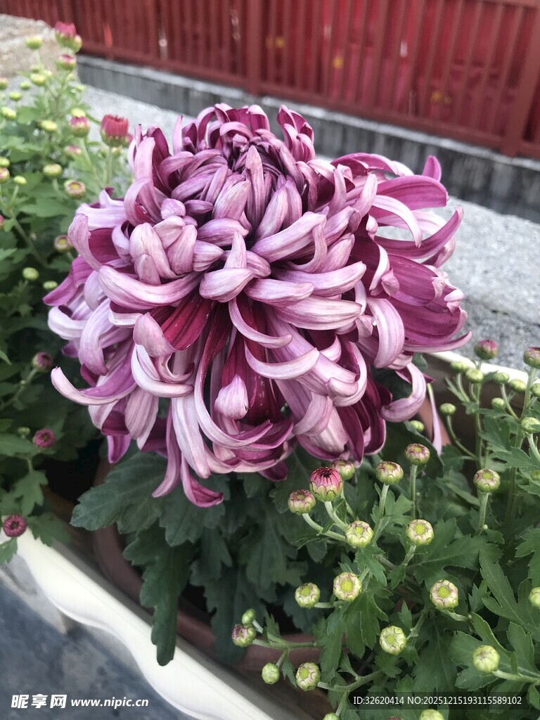 紫色菊花绽放