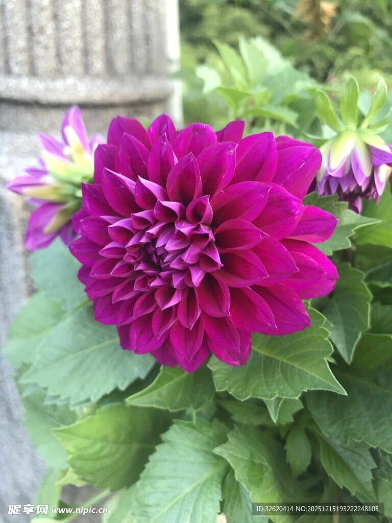 艳丽紫大丽花绽放
