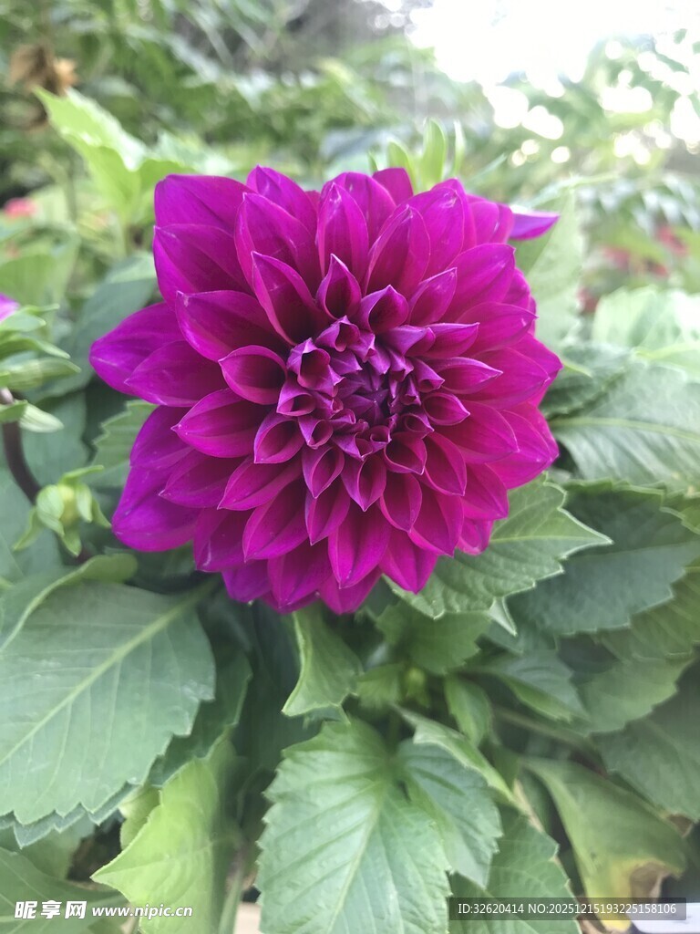 艳丽大丽花绽放