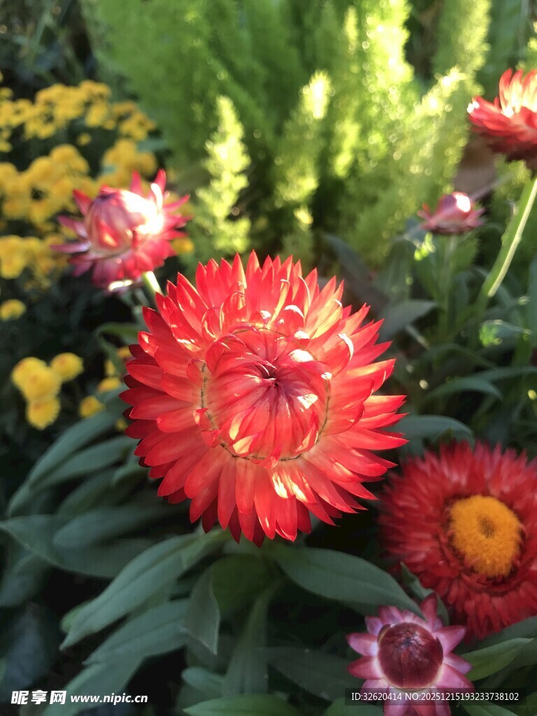 多彩艳丽花卉绽放