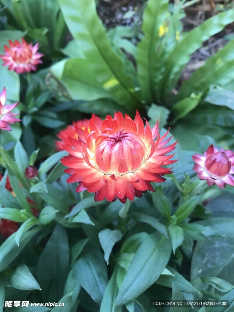 艳丽多彩花朵绽放