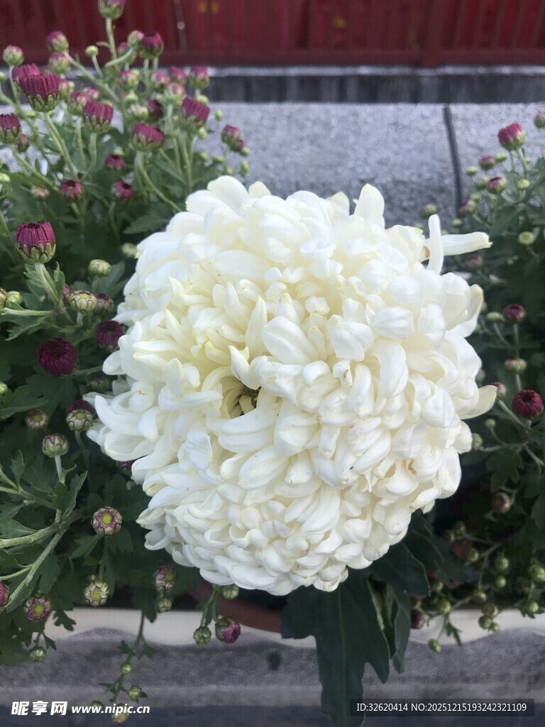 白菊花