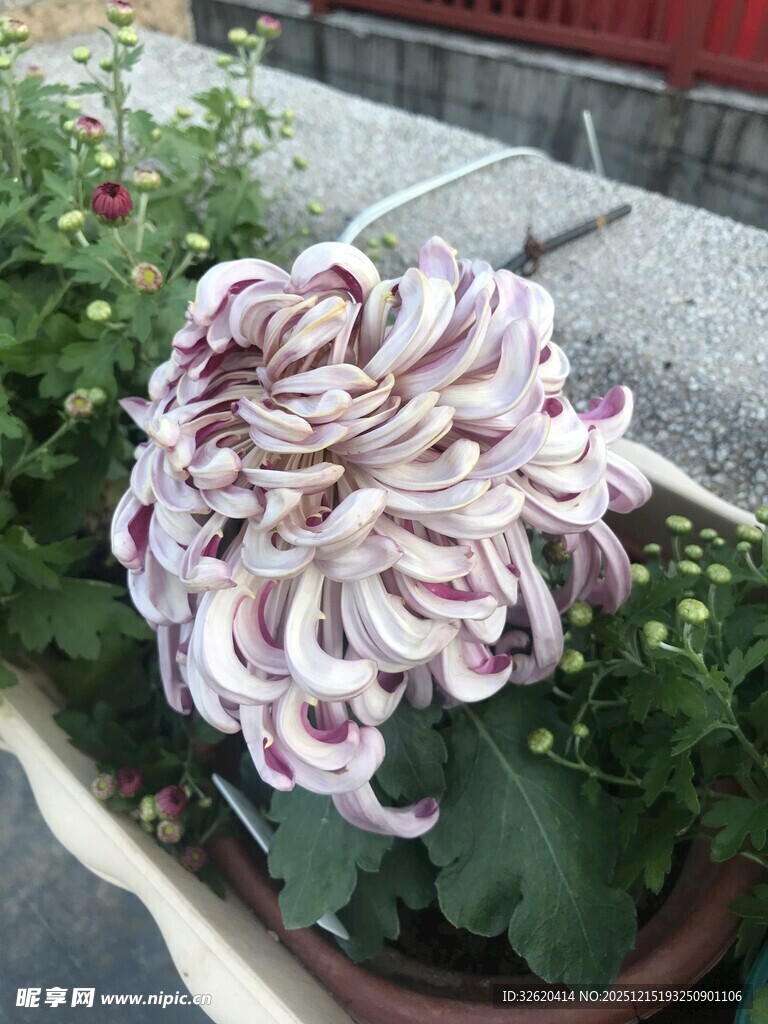 紫白相间菊花盆栽