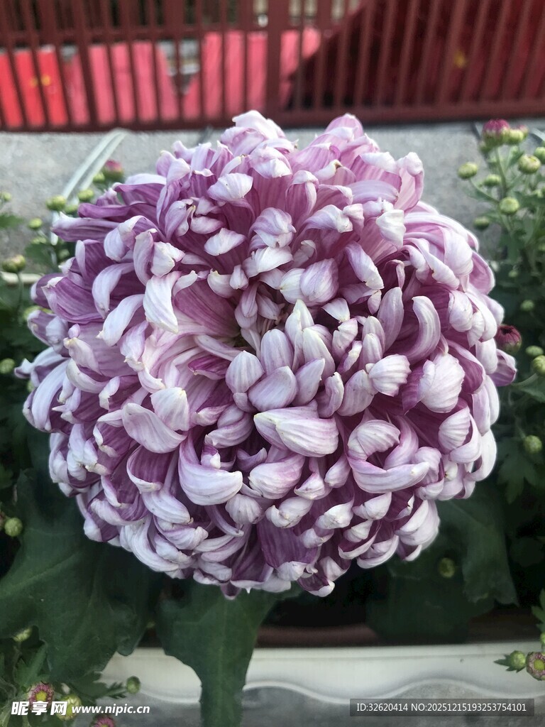 紫色菊花