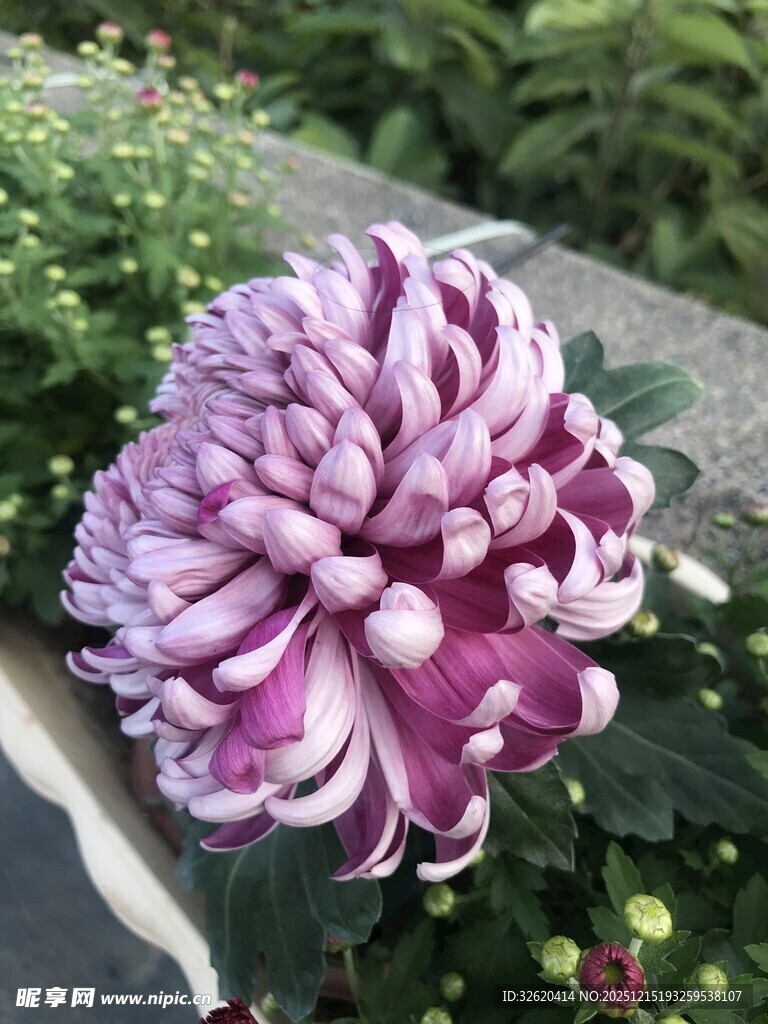紫白菊花绽放