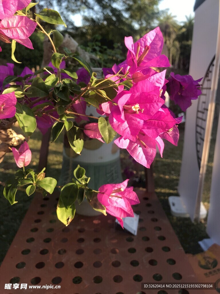 娇艳三角梅绽放于户外