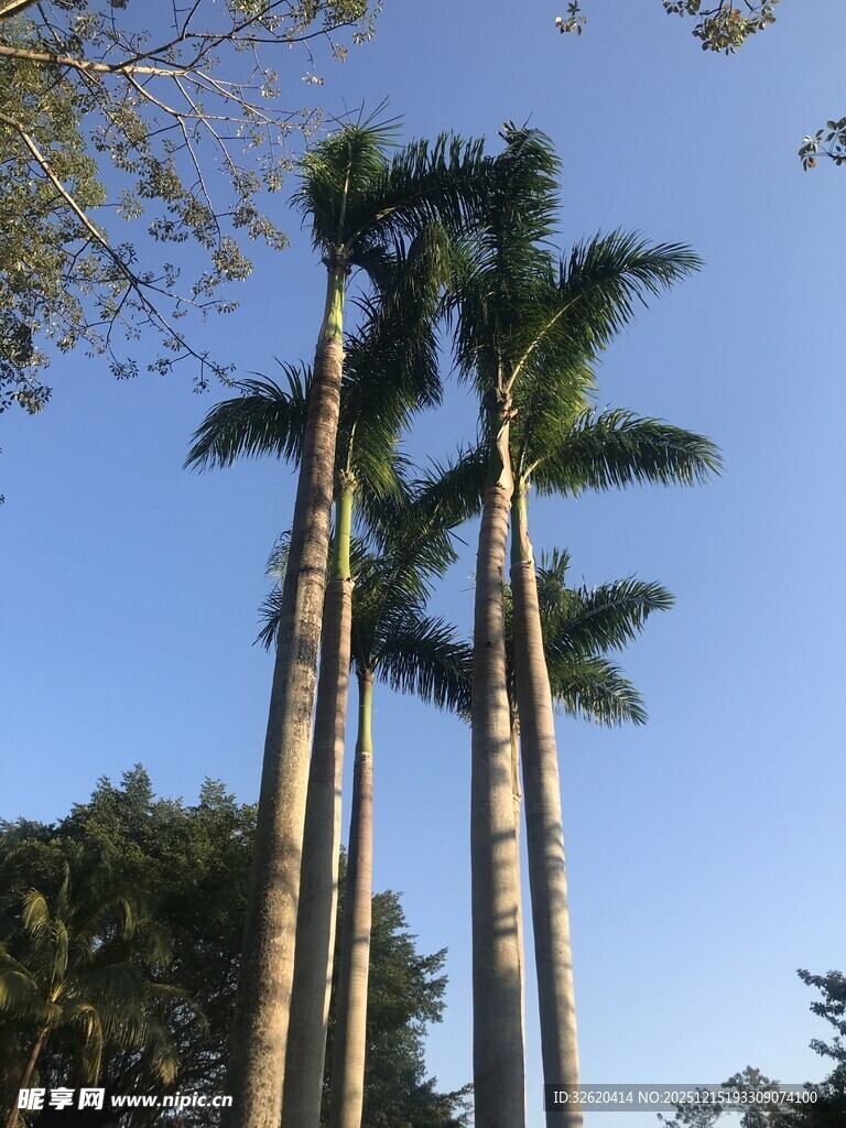 棕榈树