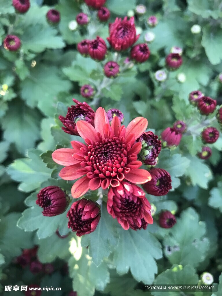 艳丽红菊绽放绿叶间