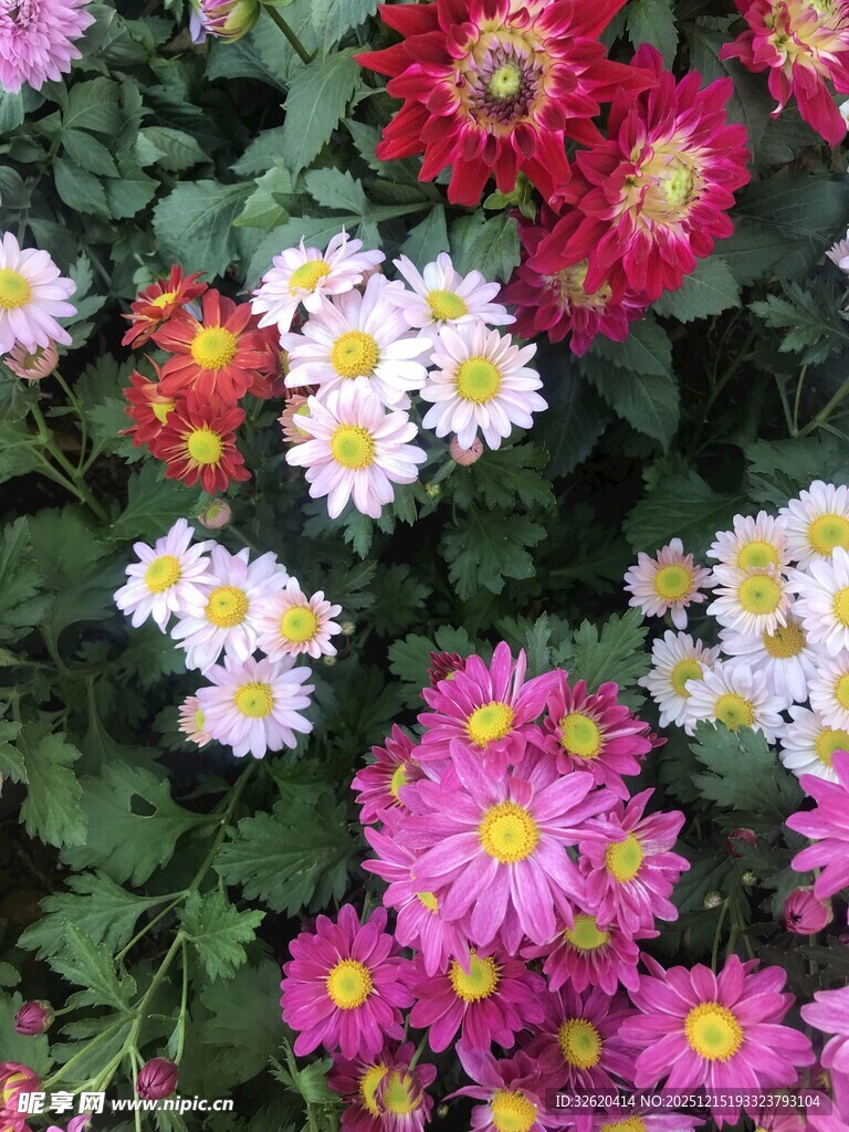 多彩雏菊绽放