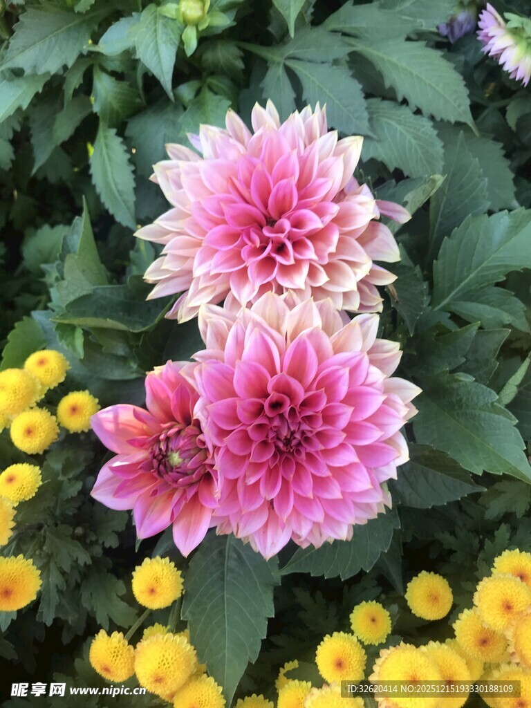 大丽花与小黄花