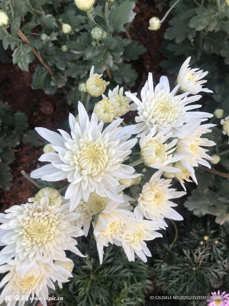白色菊花绽放