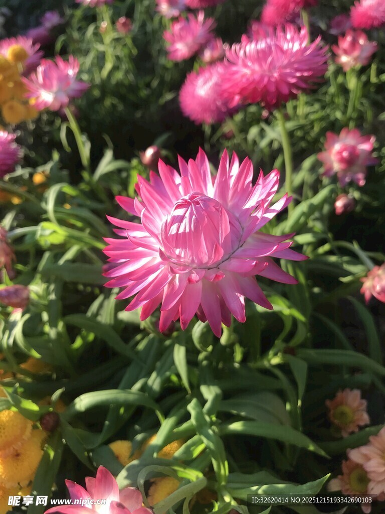 美丽绽放的粉色花朵