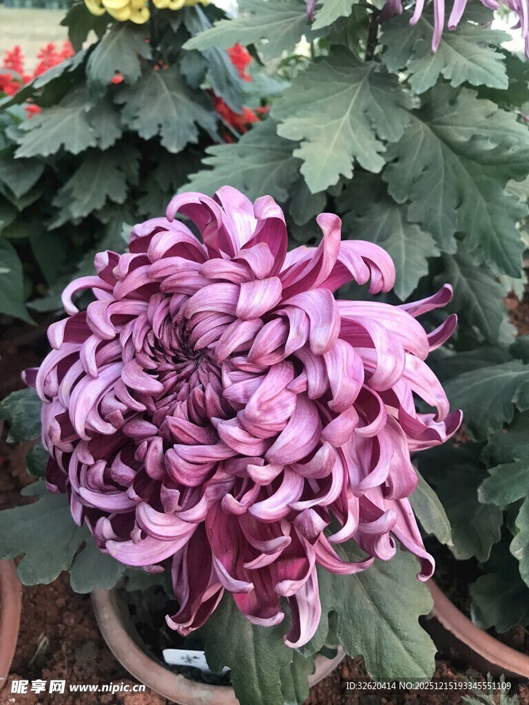 紫菊绽放