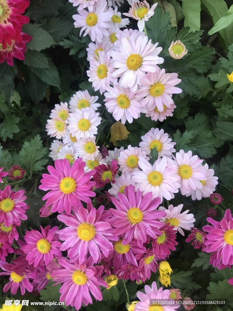 多彩菊花绽放