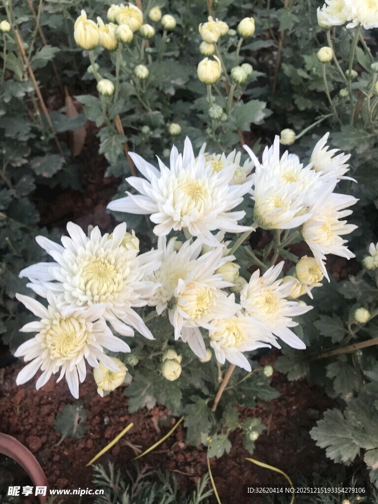 白色菊花绽放