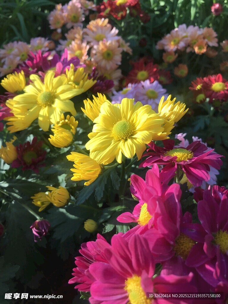 多彩菊花