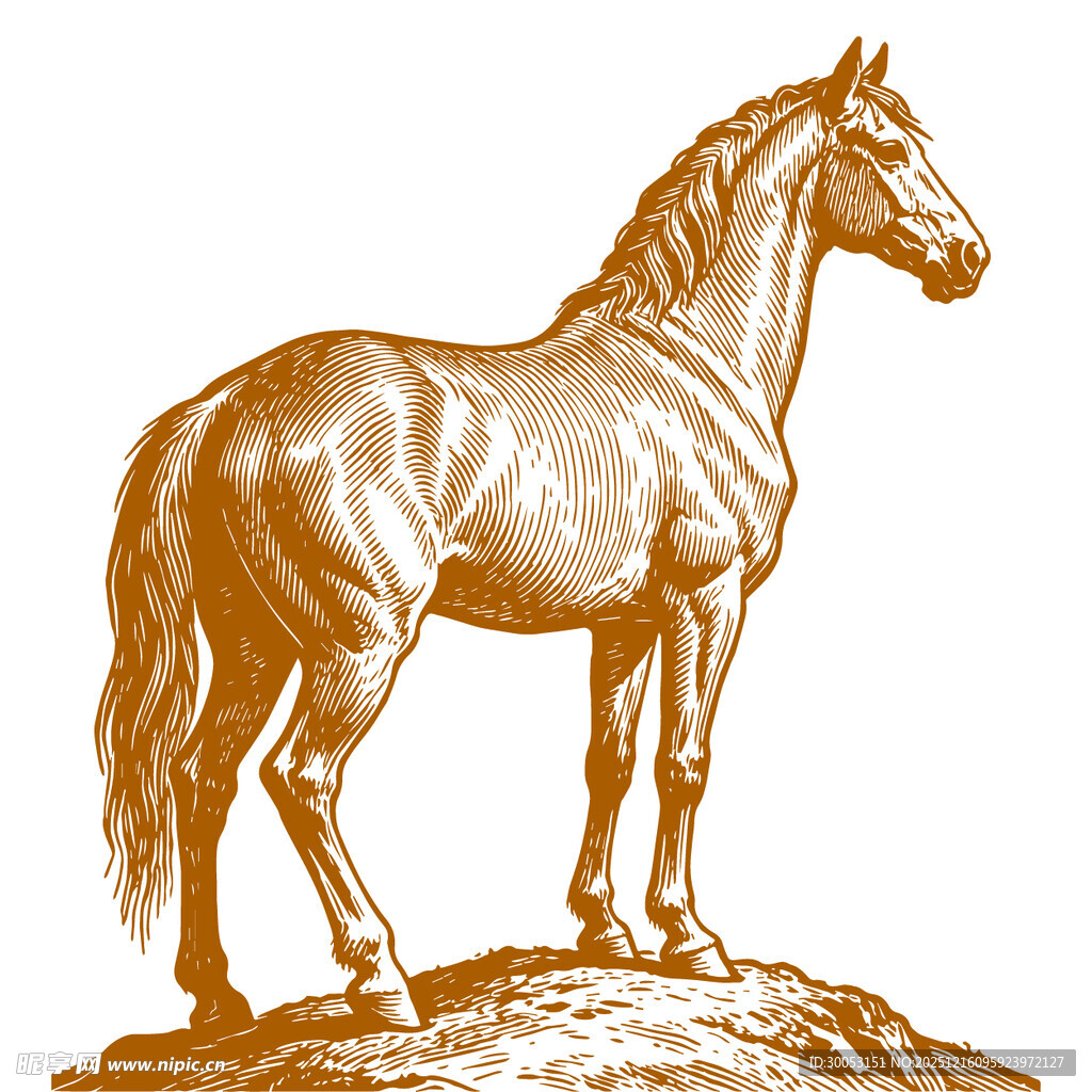 站立于石上的俊逸骏马