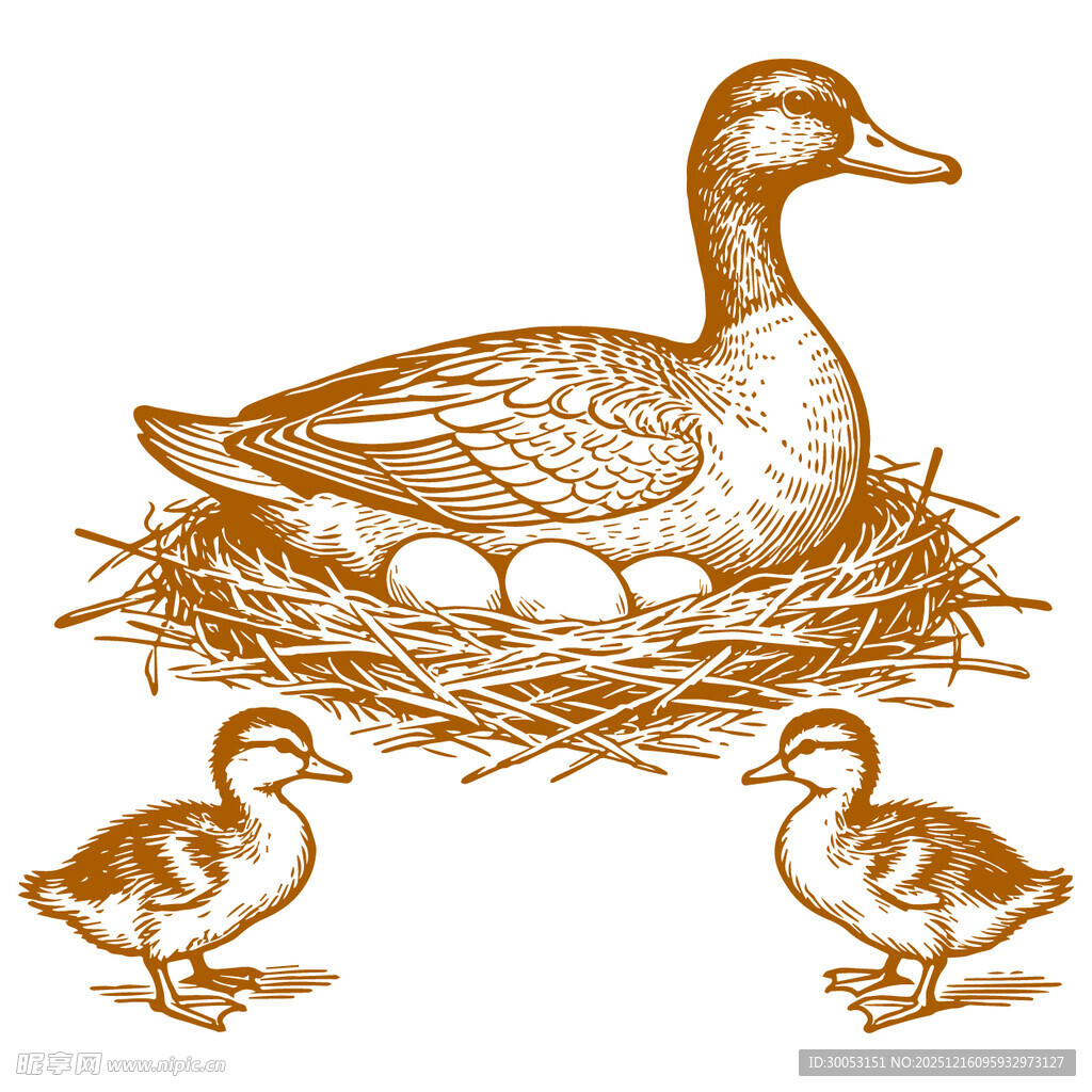 母鸭孵蛋与小鸭