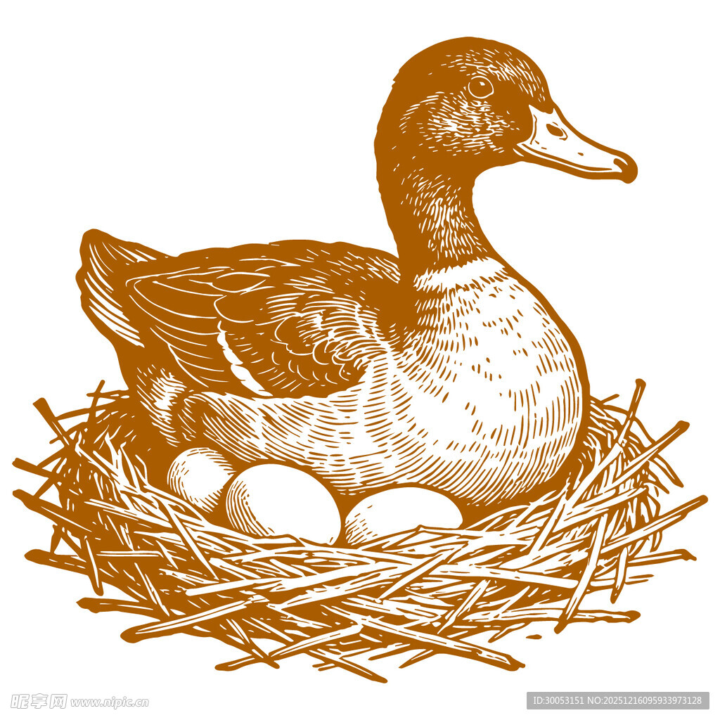 巢中孵蛋的鸭子