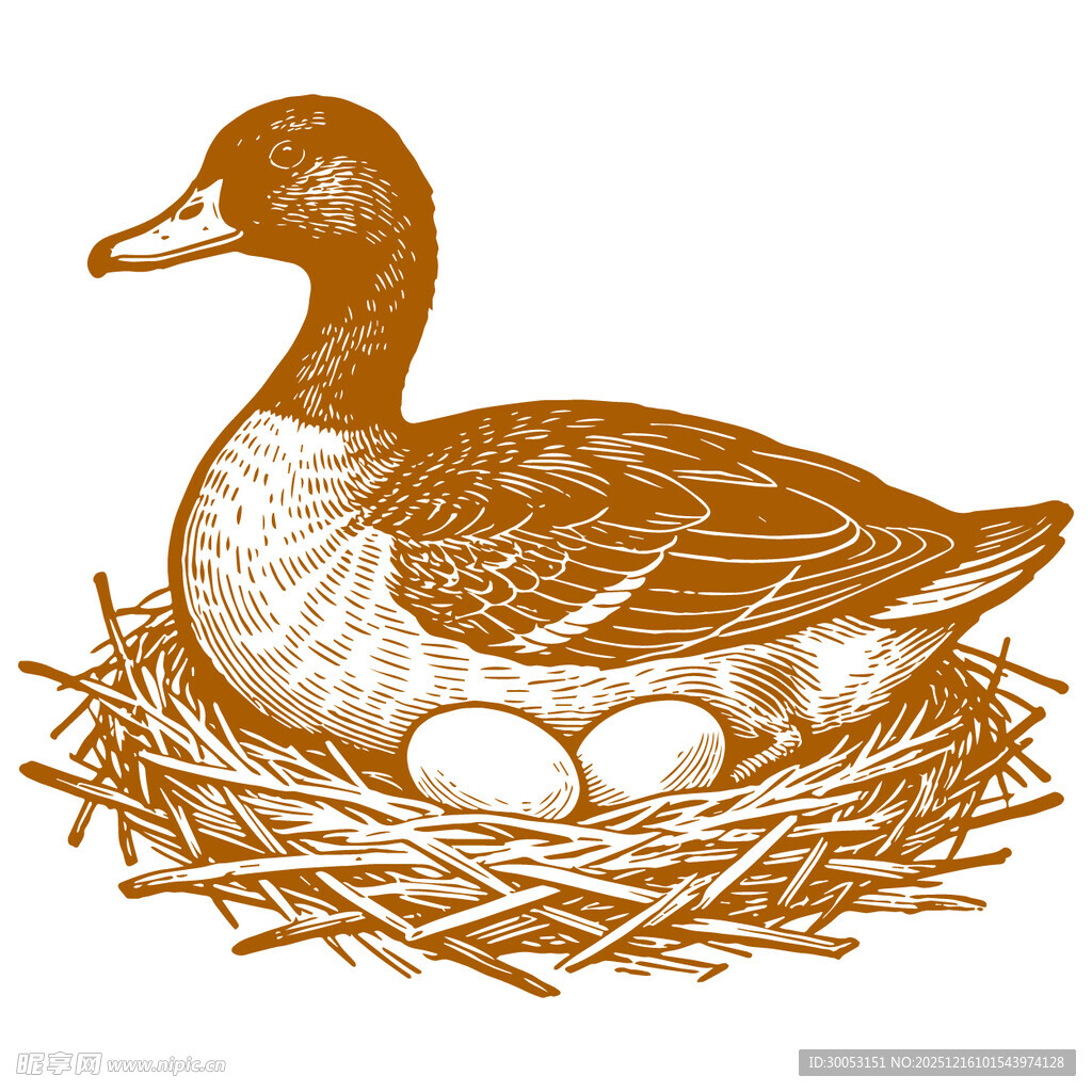 巢中孵蛋的鸭子