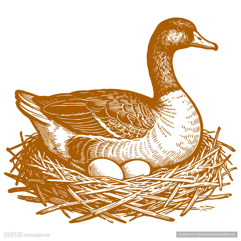 巢中孵蛋的鸭子