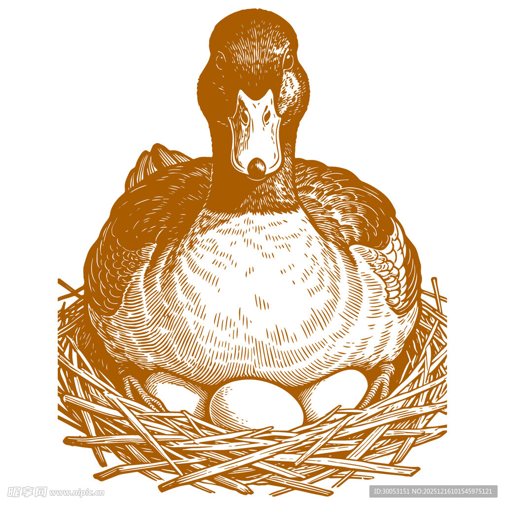 鸭子卧巢孵蛋图