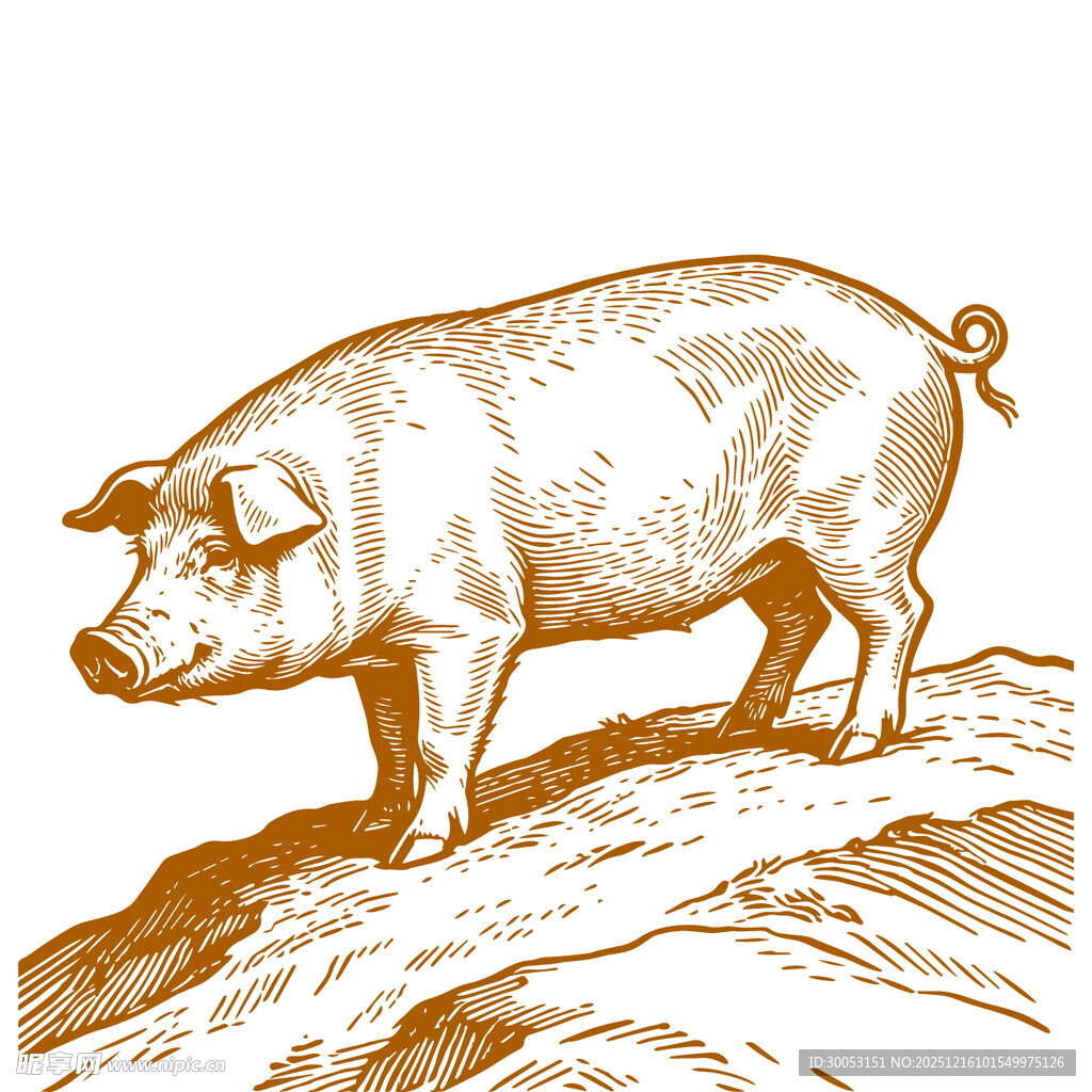 站立的肥猪插画