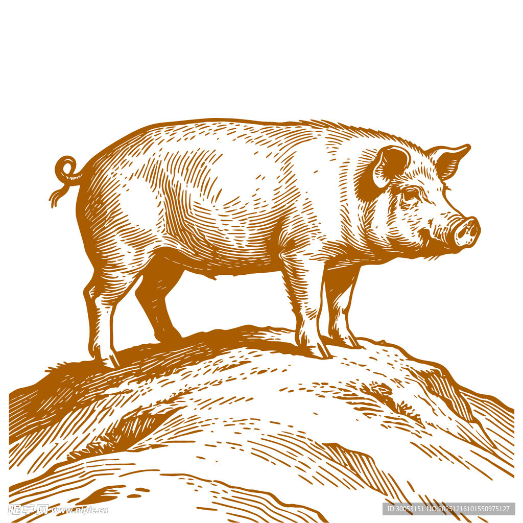 站立的猪插画